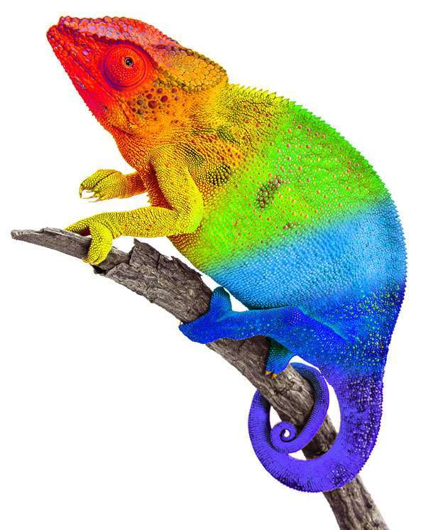Chameleon Chameleon