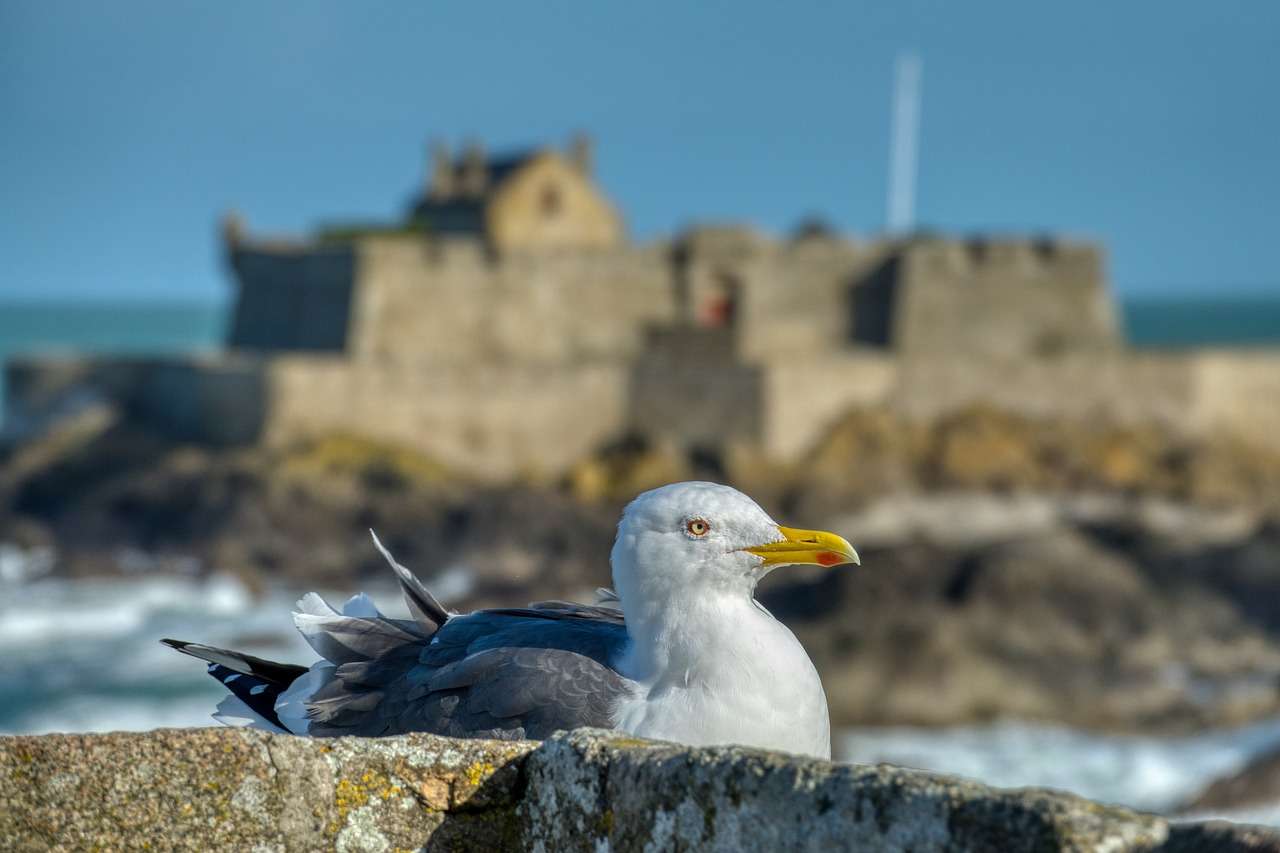seagull-5711624_1280 Saint Malo Möve